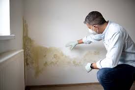 Mold Odor Removal Services in Elkader, IA